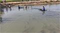 مدیرکل شیلات خوزستان پیش بینی کرد ؛ برداشت 153 تن ماهی از  استخرهای دو منظوره در بهبهان