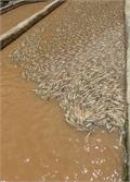 رئیس اداره شیلات شهرستان : بارش های مانسون 2میلیارد و 850 میلیون ریال به مزارع ماهی در ایذه خسارت وارد کرد