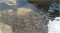 بازسازی ذخایر آبزیان با رهاسازی بچه ماهی در سد مسجدسلیمان