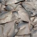 صید ماهی حلوا سفید در صیدگاه های خوزستان و بوشهر آغاز شد