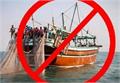 ممنوعیت ۶۰ روزه صید ماهی شیر در صیدگاه های خوزستان