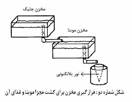 دافنی2